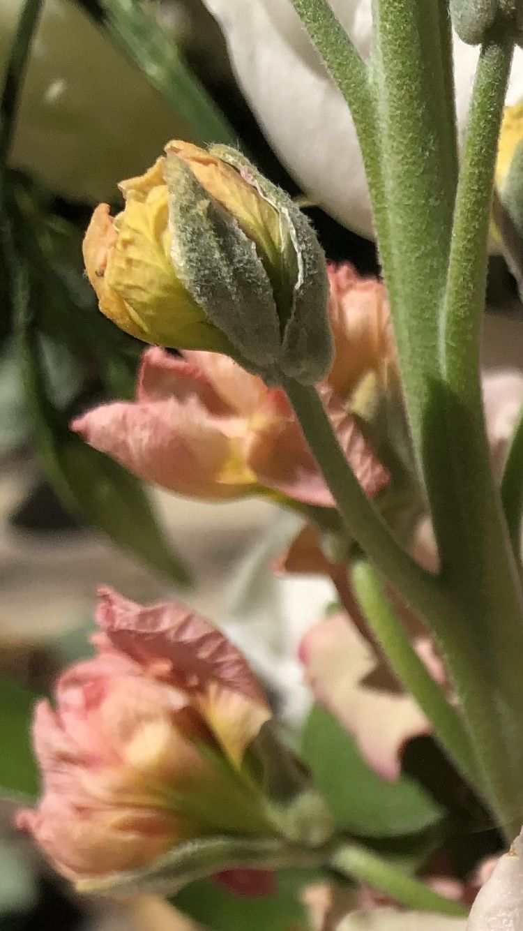 A Glimpse of Spring | Smithsonian Photo Contest | Smithsonian Magazine