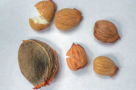 An apricot seed and the kernels found within them