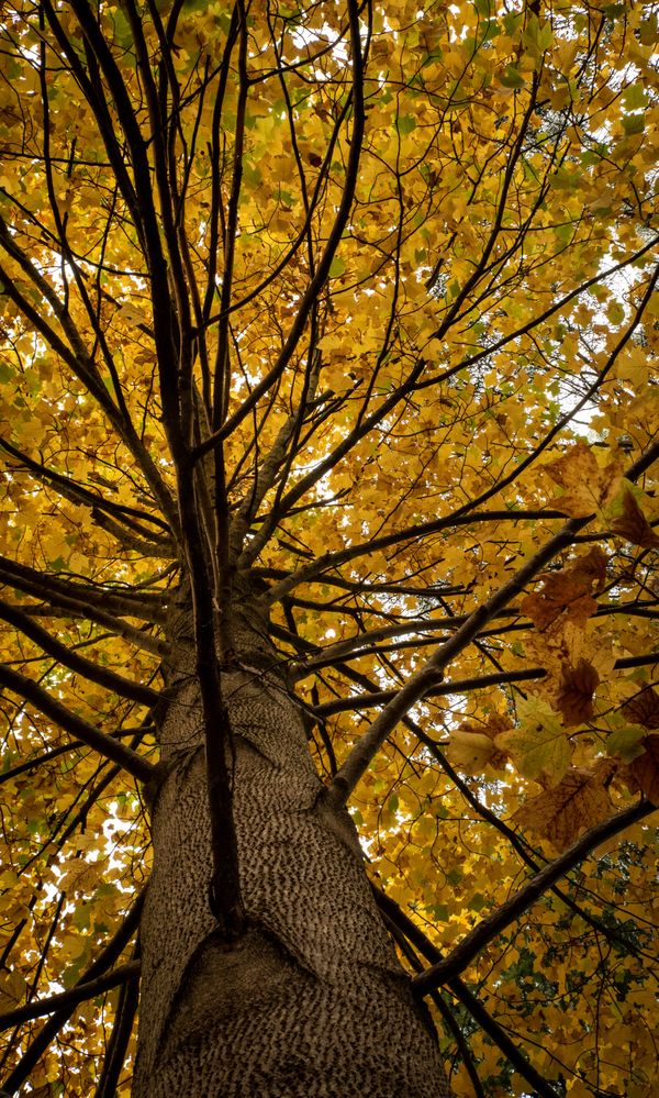 Tree lit up with autumn colours in Dandenong Ranges thumbnail