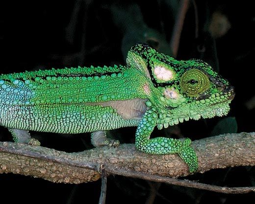 Southern African dwarf chameleon