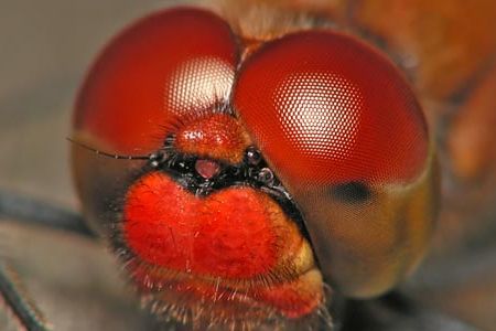 The large eyes of a red dragonfly.