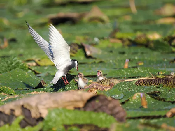 Feeding the youngsters thumbnail