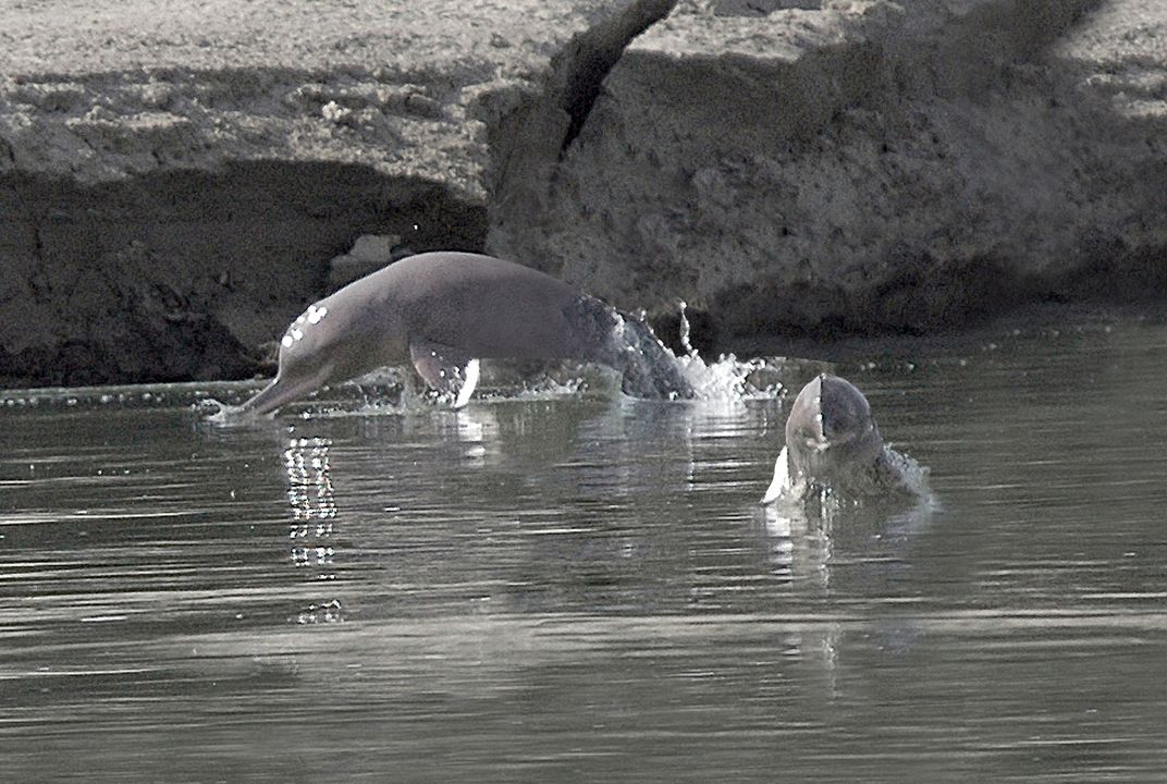 Why Freshwater Dolphins Are Some of the World's Most Endangered Mammals |  Science| Smithsonian Magazine