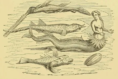 A mermaid as depicted in Sea Fables Explained by Henry Lee, published in 1883. 