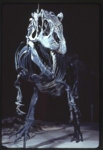 20110520083109trexfossil-205x300.jpg