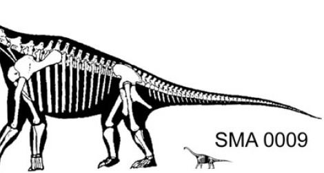 A reconstruction of a hypothetical adult Brachiosaurus next to a possible juvenile Brachiosaurus, SMA 0009.