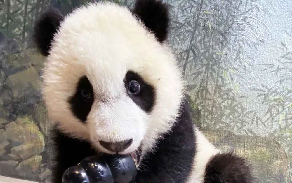 Baby panda (longform main)