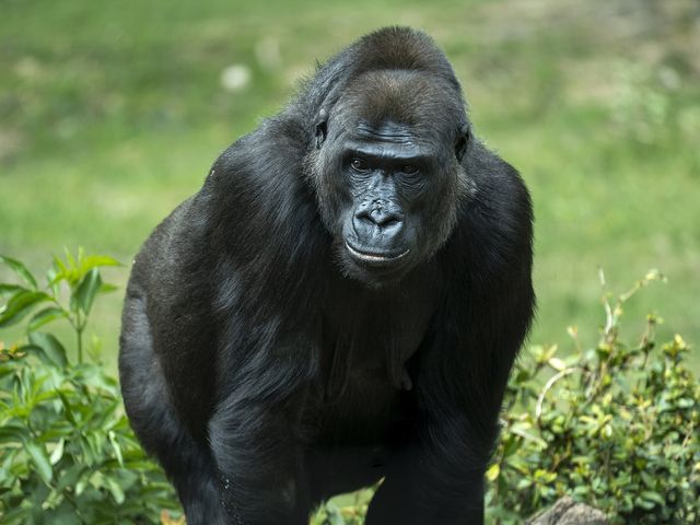 Captive gorillas make a novel sound that&#39;s a cross between a sneeze and a cough when zookeepers are nearby with food.