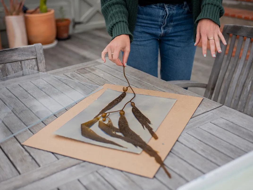 Kelp on Treated Cyanotype Paper