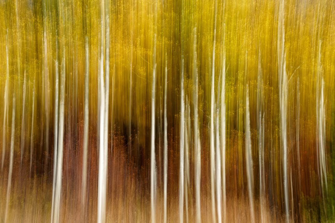 12 - A motion technique was used to capture this blurred image of tall aspen trees with yellow leaves.