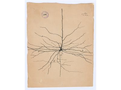 This is a pyramidal neuron, so named for the pyramid-shaped body at the center of this drawing, from the cerebral cortex of a human. This outermost layer of the brain integrates information from sensory organs, commands movements and is the hub for higher brain functions, such as consciousness. In his drawing, Cajal gives the branches or dendrites different weights to show how the neuron extends in three-dimensional space. It’s likely that this represents a sort of idealized portrait of a pyramidal neuron, a synthesis of many observations.