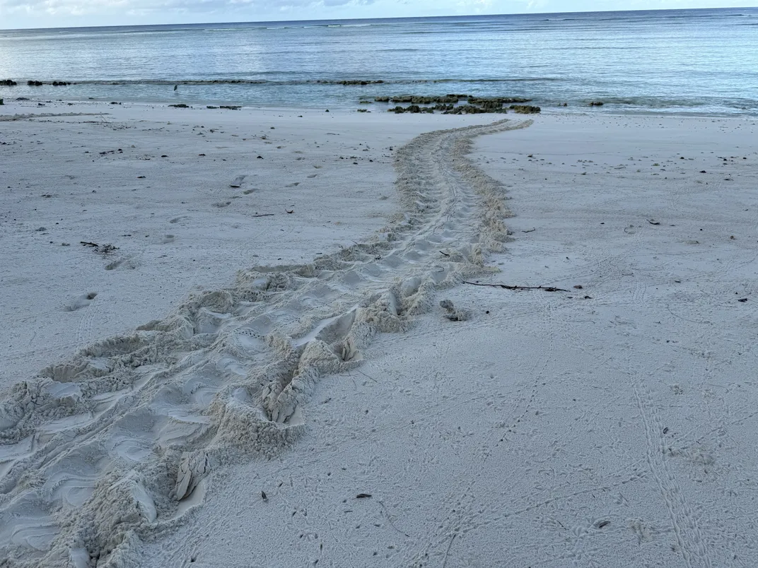 a single line of turtle tracks leading up from the ocean