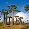 Scientists Uncover the Ancient Origins of Baobab Trees in Genetic Study icon