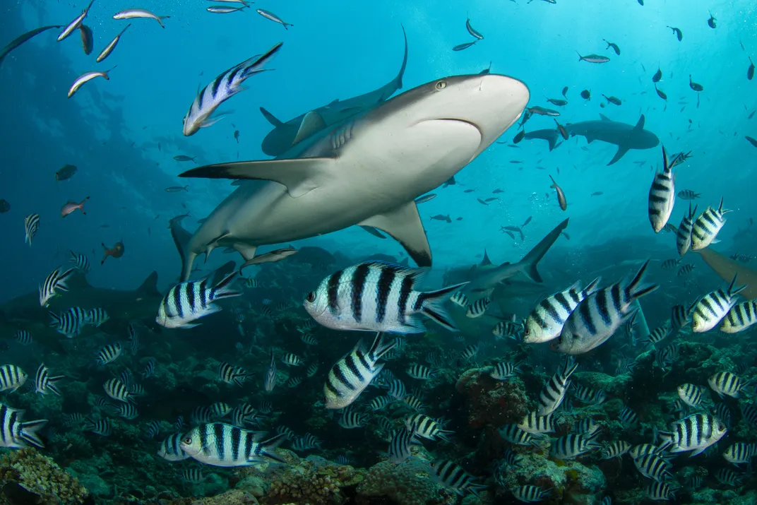 A shark swims near striped fish