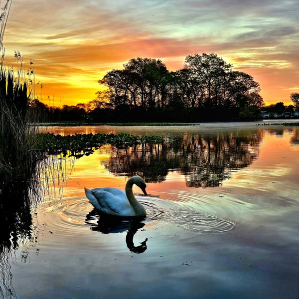 Swan enjoying the sunrise thumbnail