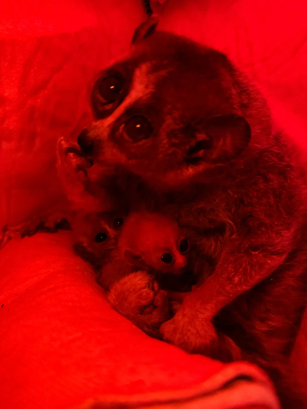 Pygmy slow loris in red light with babies visible