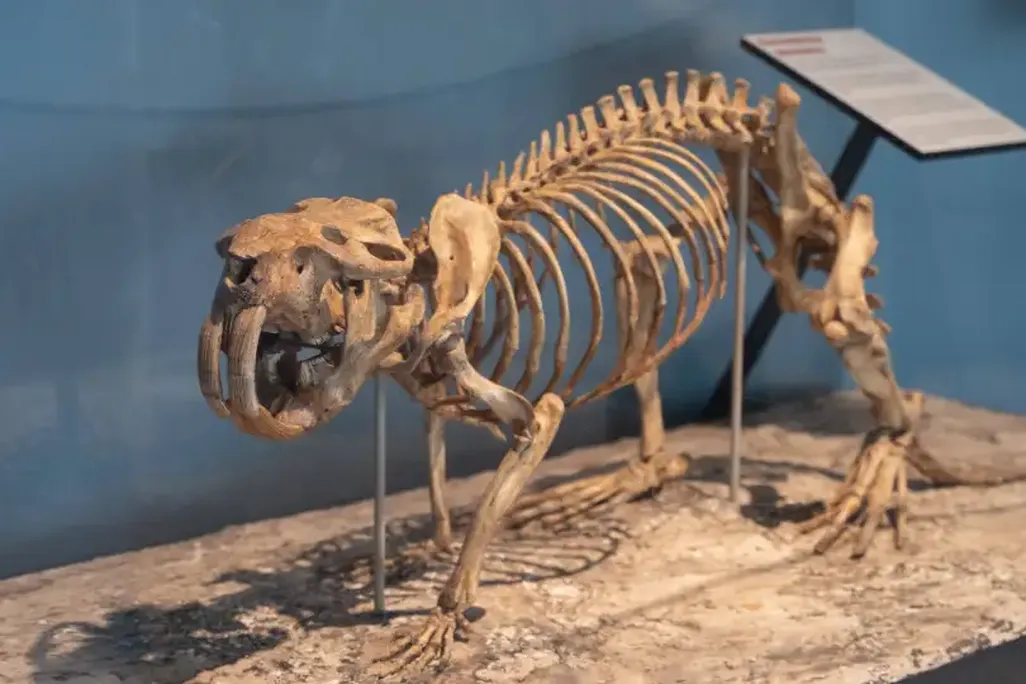 Skeleton on mount next to blue wall