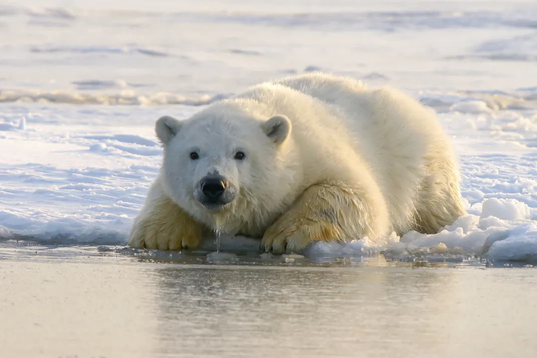 A polar bear lies flat on a sheet of ice to sloppily slurp up some water.