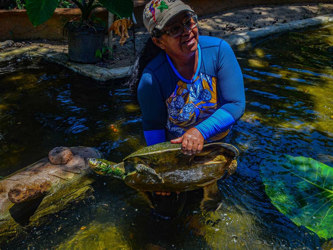 Magdalena River Turtle Being Held