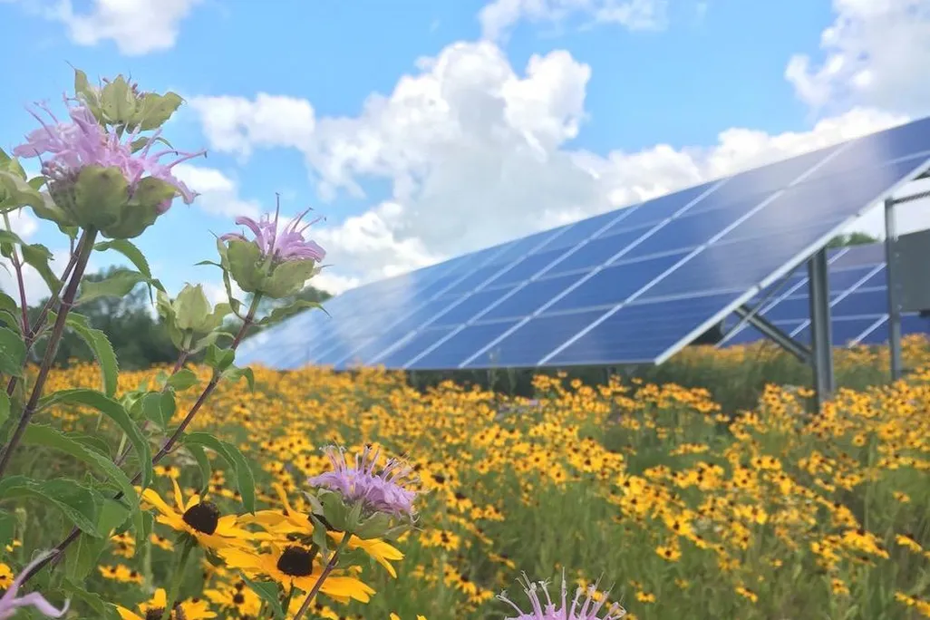 Connexus Energy's SolarWise garden in Ramsey provides habitat for pollinators.