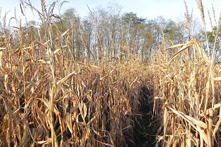Nature Works has figured out how to make plastic out of corn.