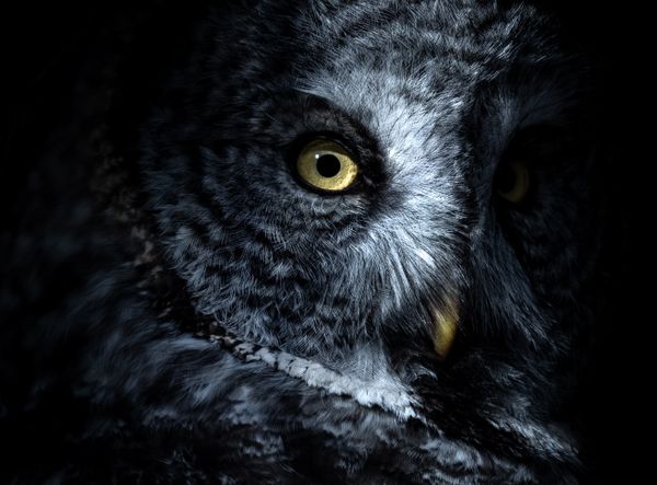 Great Gray Owl Eye Contact thumbnail