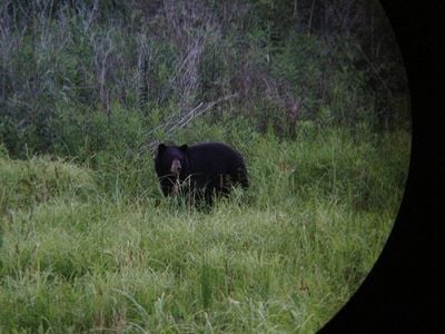 A wildlife camera captured this image of an adult Louisiana black bear foraging in a forest clearing. 