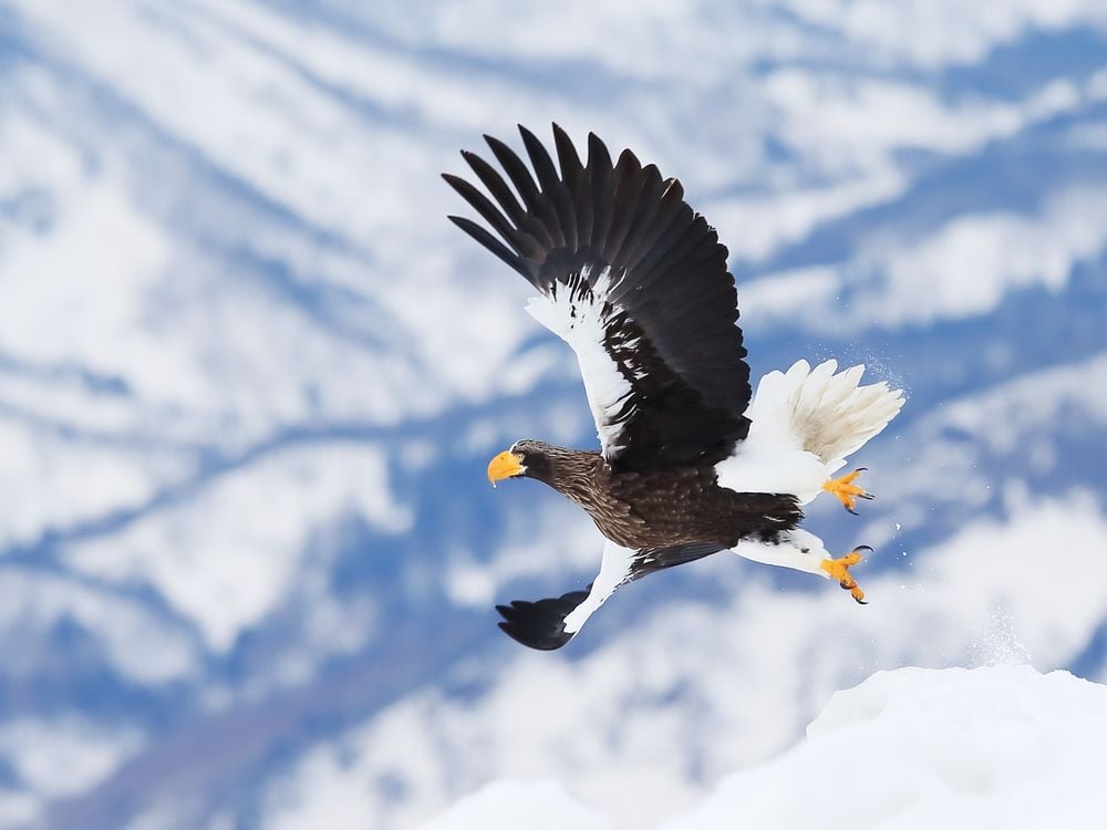 An image of a Steller's sea eagle flying over a snowy moutain range. The eagle has a large yellow beak, and white tail feathers.