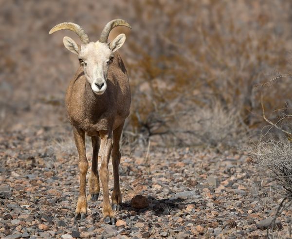 Bighorn Sheep Staredown thumbnail