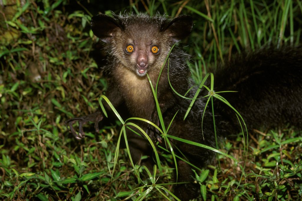 An aye-aye in the grass at night stares at the camera with its right forearm extended.