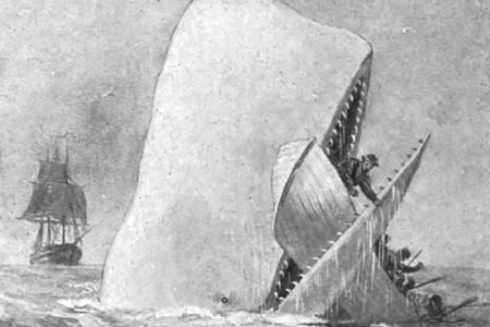 An illustration of Moby Dick attacking a whaling ship.