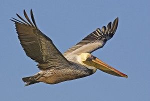 20110520102307800px-Brown_pelican_-_natures_pics-300x202.jpg