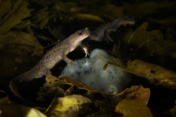 Eggsitting Salamandar thumbnail