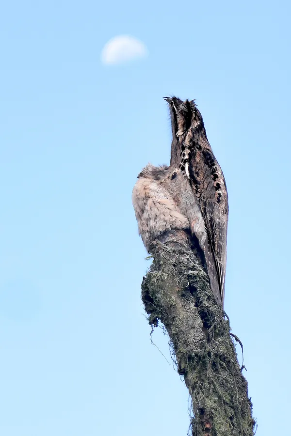 Mother and fledgling potoo moon shot thumbnail