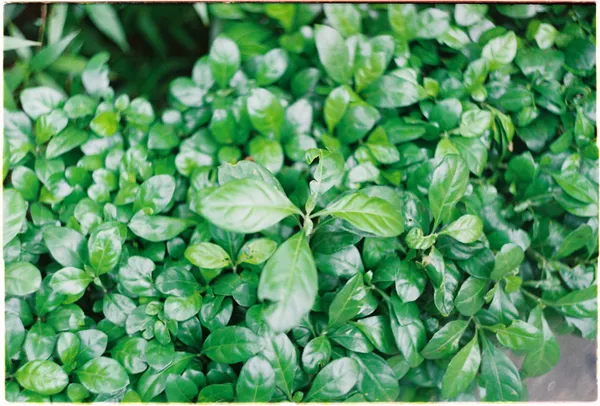 Leaves of Ho Chi Minh thumbnail