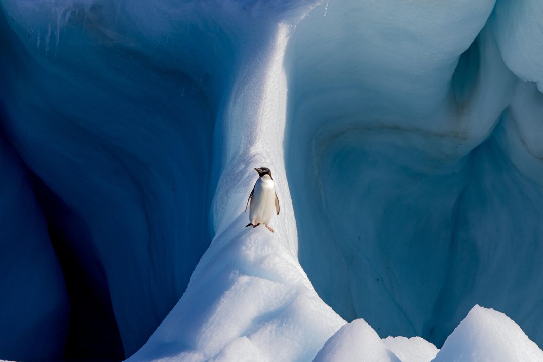 A penguin stands on a thin walkway of ice