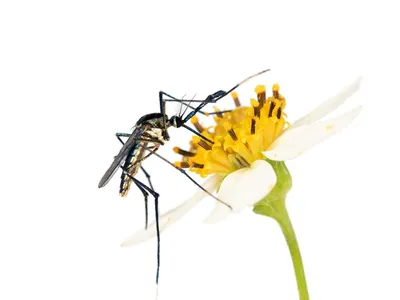 Mosquitoes are more than blood-sucking menaces. They also pollinate flowers, have intricate sex lives and eat other disease-carrying mosquitoes. (Lawrence Reeves)