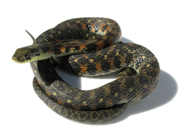 A tiger keelback feeds on poisonous toads and stores the poison for its own use.