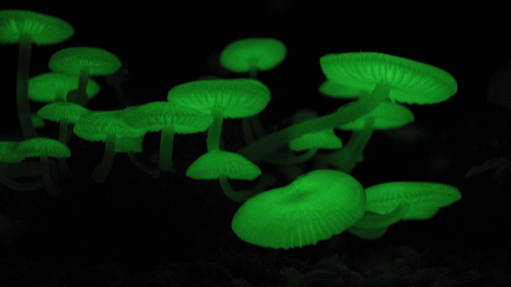 Glow up Bioluminescent Mushrooms Socks