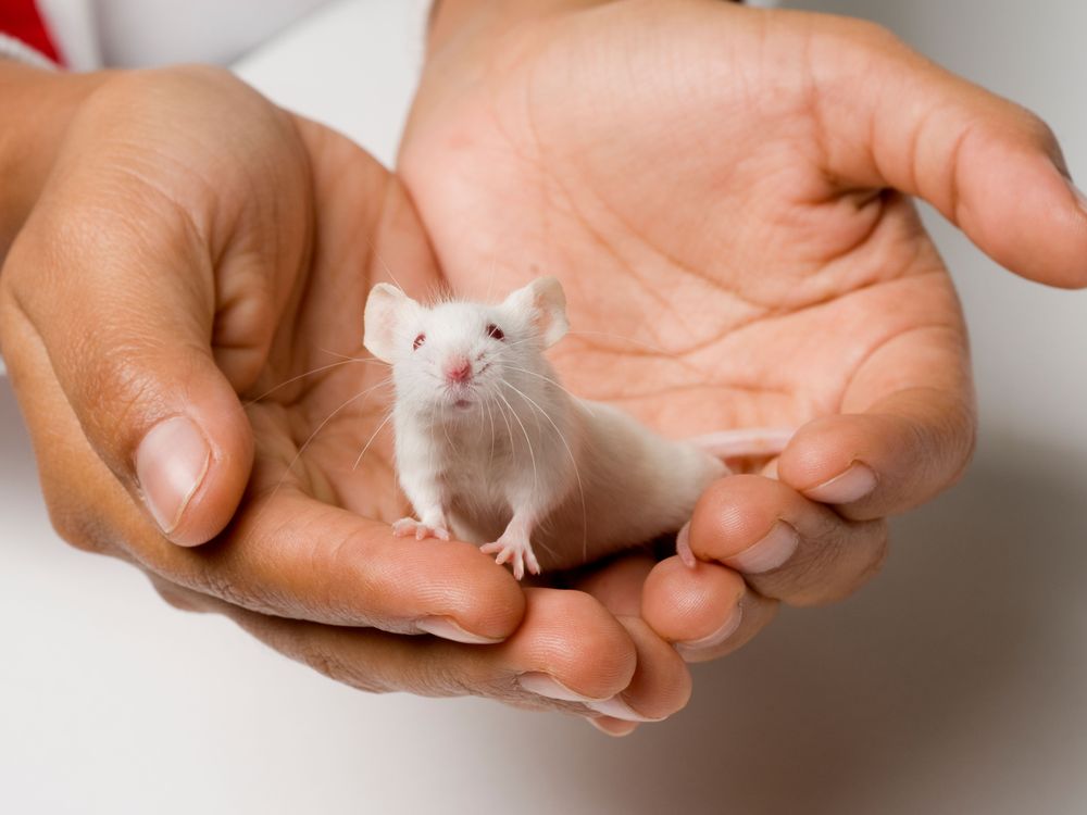 lab mice research