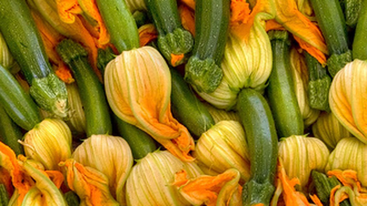 Food of the Moment: Squash Blossoms