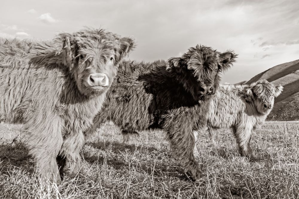 Three Highland calves pause their grazing in south-central Idaho to confront the camera. The sepia tone highlights their shaggy curiosity and close bond as they pose against the rolling hills of the Wood River Valley.