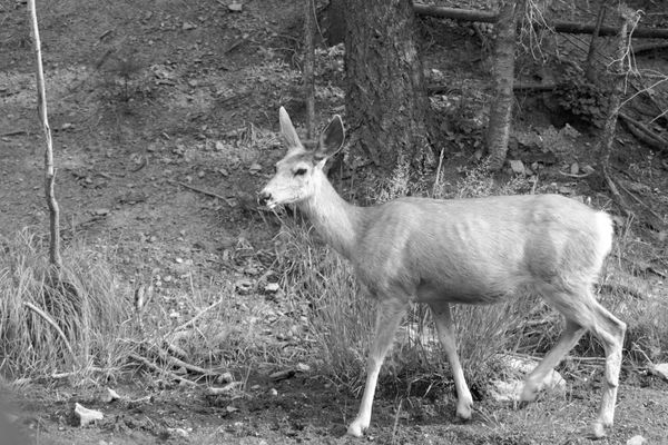 Deer North of Santa Fe thumbnail