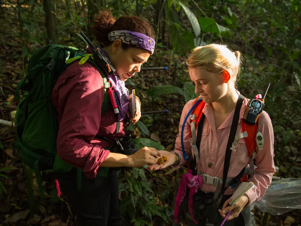 Lucia Torrez and Grace Davis identify fruit that monkeys on Barro Colorado Island in Panama have been eating. Do primate leaders know where the best fruiting trees are to be found? Credit: Sean Mattson, STRI
