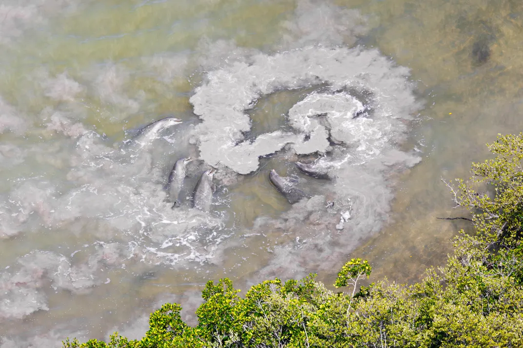 overhead view of dolphins rolling around in shallow water, creating a ring of mud by the mangrove coast
