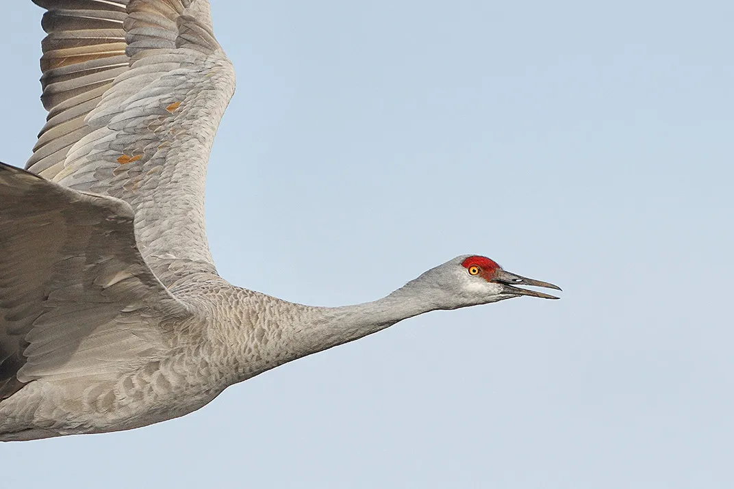 meaning of cranes in the sky