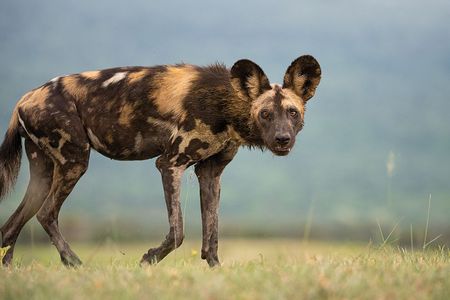 African wild dogs are skilled hunters.