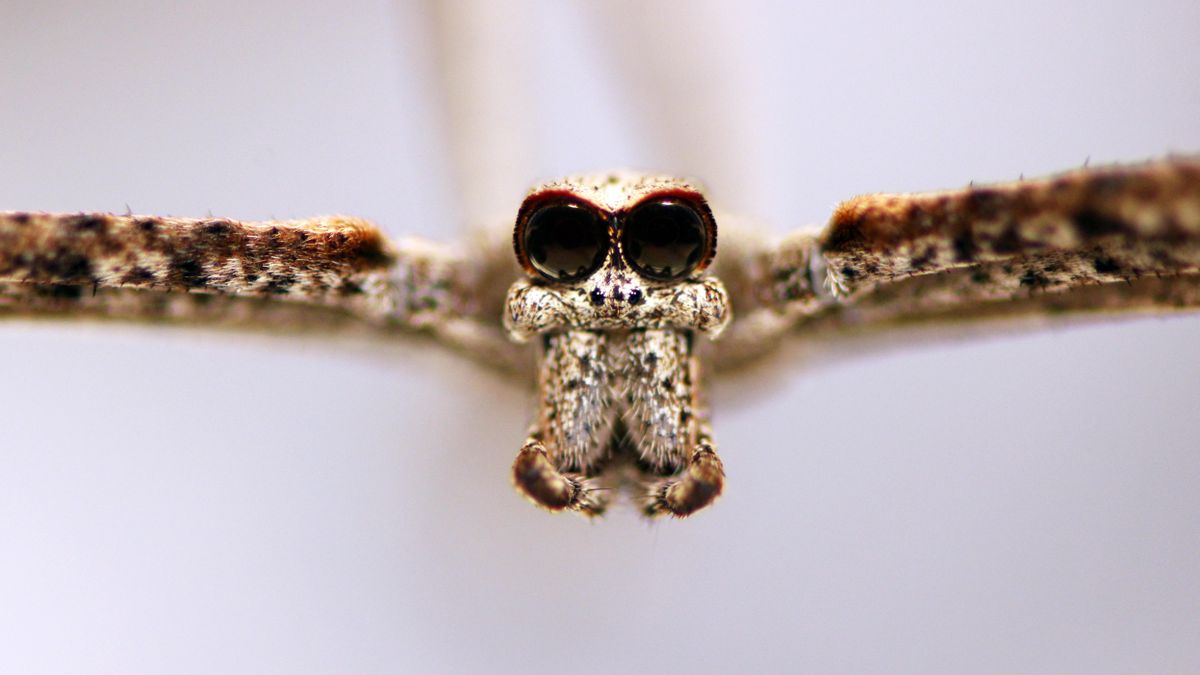 How Ultra-Sensitive Hearing Allows Spiders to Cast a Net on ...