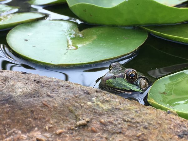 Frog Out of Water thumbnail