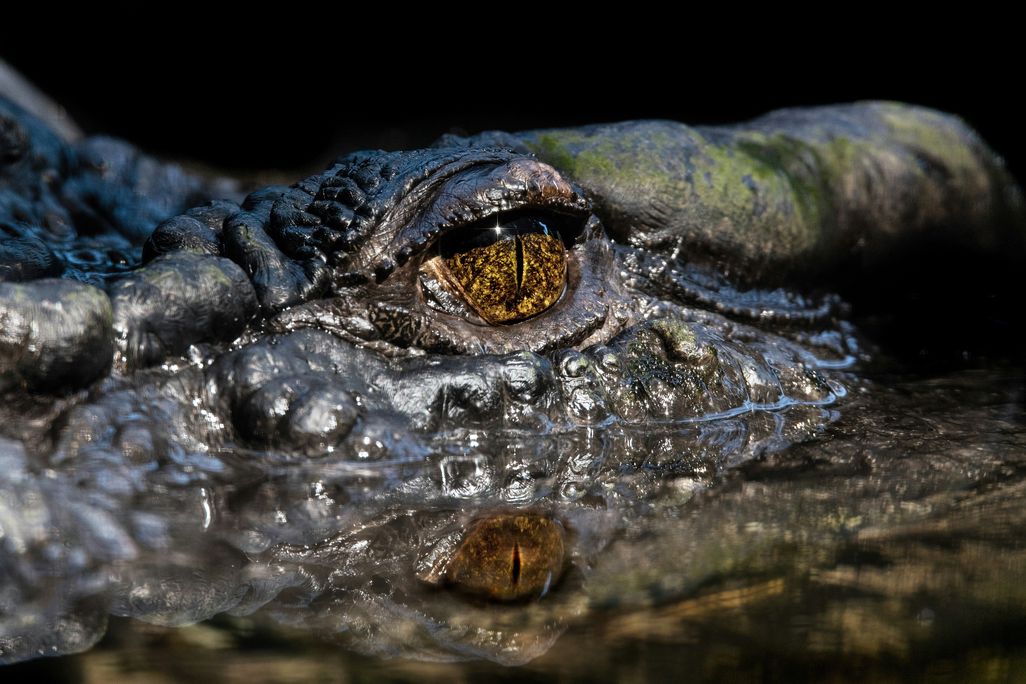 Cassius the crocodile's eye